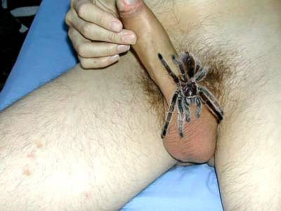 Formicofilia: placer sexual, insectos en los genitalesFormicofilia: placer sexual, insectos en los genitales