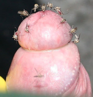 Formicofilia: placer sexual, insectos en los genitales