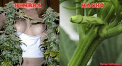 Como diferenciar una planta de Marihuana macho de una planta Hembra….