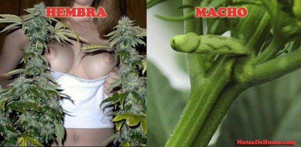 Como Diferenciar Una Planta De Marihuana Macho De Una Planta Hembra Porno Bizarro Sexo