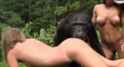 Sexo con un chimpance