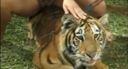 Sexo Zoofilico con un Tigre