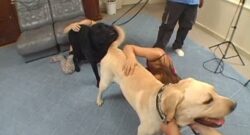 Jovenes Chinas aprenden a tener sexo con perros