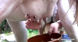 Lesbianas preñadas haciendo de vaca