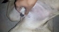 Masturbando la polla de su perro