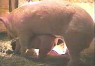 Mujer follando con un cerdo enorme