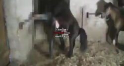 Sexo bestia gay con caballo