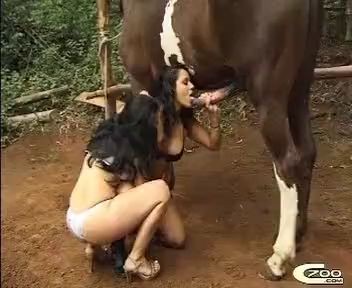 352px x 288px - dos chicas graban videos porno de zoofilia con caballos | Porno Bizarro,  Sexo Extremo, Videos XXX Brutales