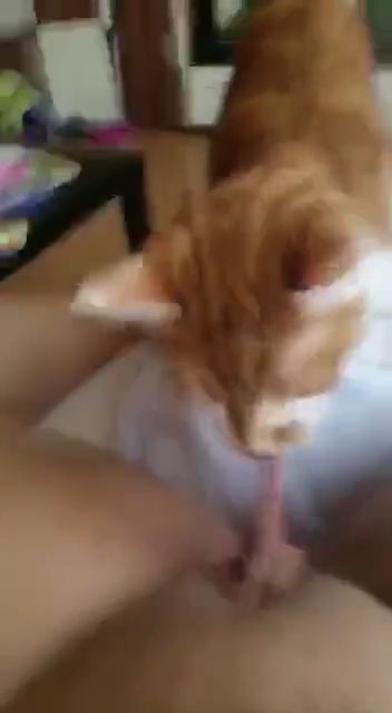 El Gato Muerde Co Os Porno Bizarro Sexo Extremo Videos Xxx Brutales