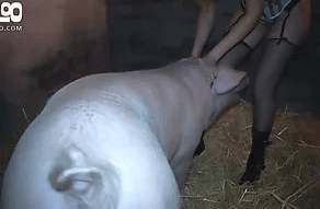 Cerdos y Perros follan a una mujer