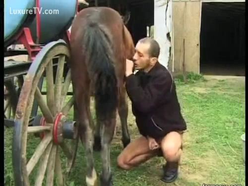 Hombre Gay mamando verga de caballo