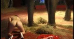Zorra de circo quiere sexo con elefante