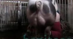 Nena gorda follada por un cerdo aún más gordo