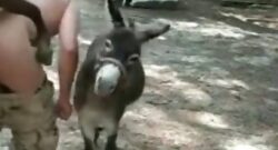 Vídeo de sexo en una granja loca con un burro